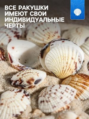 Набор ракушек, 2,5 - 4 см, 100 г