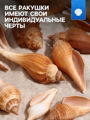 Набор ракушек, 3 - 5 см, 100 г