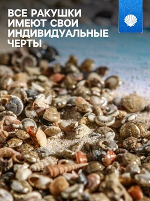Набор ракушек Умбониум Вестериум, 100 г
