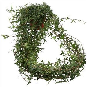 Хедера (плющ) Трес Купе Сагиттаефолия