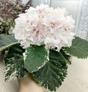 Фиалка АВ-Классика Жанра