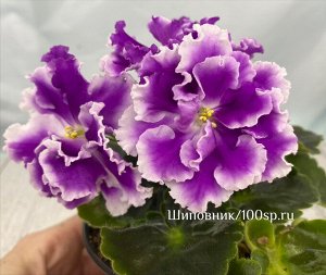 Фиалка SV-Нежный Образ, новинка!