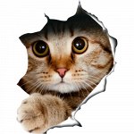 Наклейка Кот подглядывает