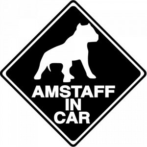 Amstaff in car
