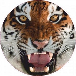 Наклейка Тигр. Вариант 42