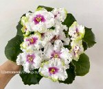 Фиалки (сенполии) сортовые. ДЕТКИ