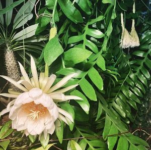 Эпифиллум Selenicereus Chrysocardium Epiphyllum