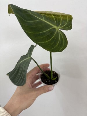 Филодендрон Меланохризум /Андре  (Philodendron Melanochrysum)