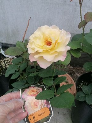 Роза Aquarell