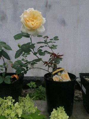 Роза Tchaikovski