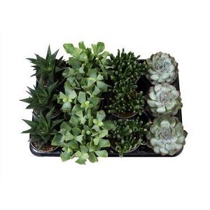 Суккуленты Микс
