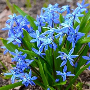 Сцилла cибирская голубая