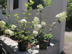 Гортензия Самарская Лидия 3л