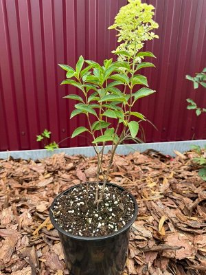Гортензия pan. Grandiflora