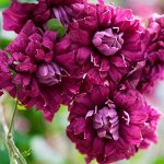 Клематис Purpurea Elegans