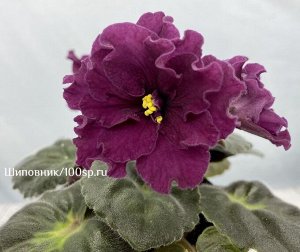 Фиалка СН-Аврелия, новинка!