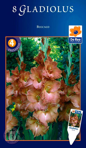 Гладиолус крупноцветковый Буккако