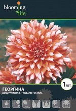 Георгина декоративная Холланд Фестивал