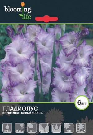 Гладиолус крупноцветковый Коста
