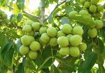 Орех грецкий Крепыш