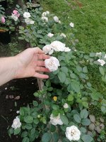 Роза Aspirin Rose = Tanirispa