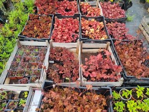Золотой каштан Гейхера Американо Р8 НОВЫЙ СОРТ!