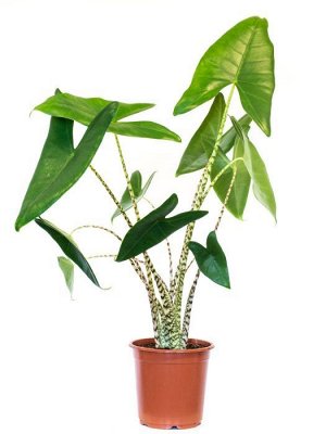 Алоказия Зебрина (Alocasia zebrina)
