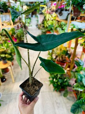 Алоказия Зебрина (Alocasia zebrina)