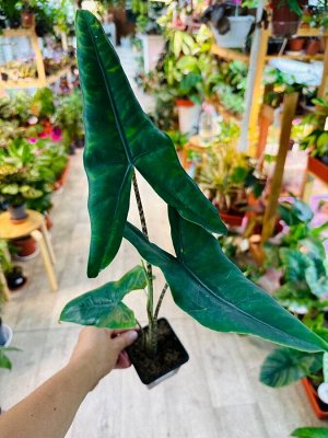 Алоказия Зебрина (Alocasia zebrina)