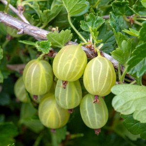 Крыжовник Финский
