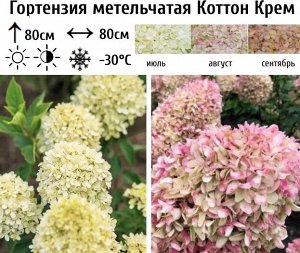 Гортензия метельчатая Коттон Крем