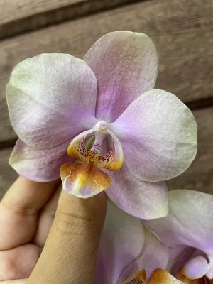 Фаленопсис Рхидея Фаленопсис (Orchid Phalaenopsis) - универсальное растение, самое неприхотливое из орхидей. У Фаленопсиса мясистые корни серо-зеленого цвета, блестящие плотные насыщенно зеленые листь