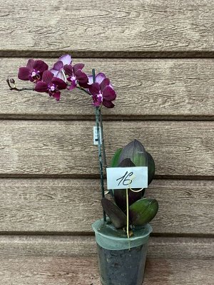 Фаленопсис Рхидея Фаленопсис (Orchid Phalaenopsis) - универсальное растение, самое неприхотливое из орхидей. У Фаленопсиса мясистые корни серо-зеленого цвета, блестящие плотные насыщенно зеленые листь