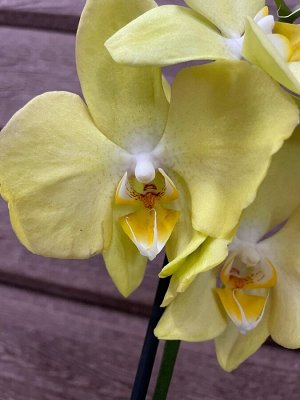 Фаленопсис Рхидея Фаленопсис (Orchid Phalaenopsis) - универсальное растение, самое неприхотливое из орхидей. У Фаленопсиса мясистые корни серо-зеленого цвета, блестящие плотные насыщенно зеленые листь