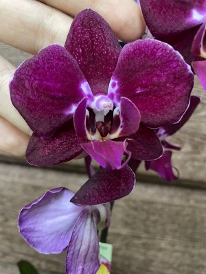 Фаленопсис Рхидея Фаленопсис (Orchid Phalaenopsis) - универсальное растение, самое неприхотливое из орхидей. У Фаленопсиса мясистые корни серо-зеленого цвета, блестящие плотные насыщенно зеленые листь