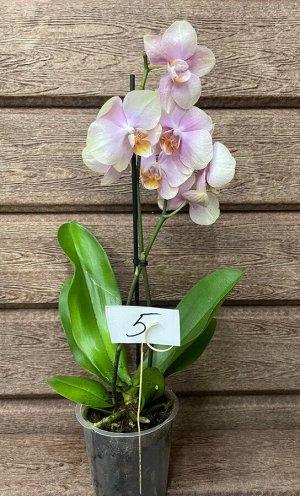 Фаленопсис Рхидея Фаленопсис (Orchid Phalaenopsis) - универсальное растение, самое неприхотливое из орхидей. У Фаленопсиса мясистые корни серо-зеленого цвета, блестящие плотные насыщенно зеленые листь