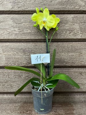 Фаленопсис Рхидея Фаленопсис (Orchid Phalaenopsis) - универсальное растение, самое неприхотливое из орхидей. У Фаленопсиса мясистые корни серо-зеленого цвета, блестящие плотные насыщенно зеленые листь