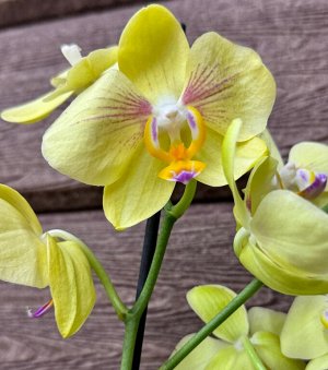Фаленопсис Рхидея Фаленопсис (Orchid Phalaenopsis) - универсальное растение, самое неприхотливое из орхидей. У Фаленопсиса мясистые корни серо-зеленого цвета, блестящие плотные насыщенно зеленые листь