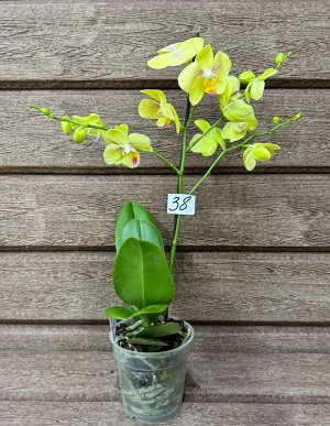 Фаленопсис Рхидея Фаленопсис (Orchid Phalaenopsis) - универсальное растение, самое неприхотливое из орхидей. У Фаленопсиса мясистые корни серо-зеленого цвета, блестящие плотные насыщенно зеленые листь