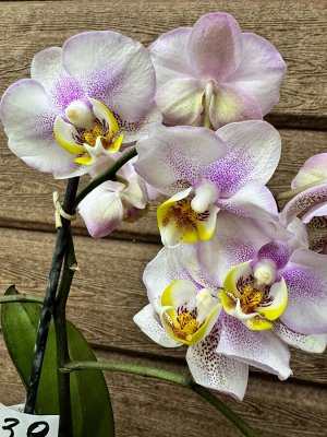 Фаленопсис Рхидея Фаленопсис (Orchid Phalaenopsis) - универсальное растение, самое неприхотливое из орхидей. У Фаленопсиса мясистые корни серо-зеленого цвета, блестящие плотные насыщенно зеленые листь