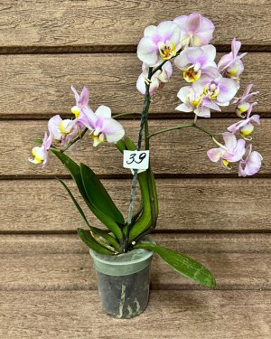 Фаленопсис Рхидея Фаленопсис (Orchid Phalaenopsis) - универсальное растение, самое неприхотливое из орхидей. У Фаленопсиса мясистые корни серо-зеленого цвета, блестящие плотные насыщенно зеленые листь