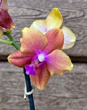 Фаленопсис Рхидея Фаленопсис (Orchid Phalaenopsis) - универсальное растение, самое неприхотливое из орхидей. У Фаленопсиса мясистые корни серо-зеленого цвета, блестящие плотные насыщенно зеленые листь
