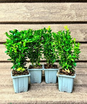 Самшит Диаметр горшка : 8 см

Самшит вечнозеленый (Buxus sempervirens) - это один из самых популярных и узнаваемых декоративных кустарников, широко используемый в ландшафтном дизайне благодаря своей п