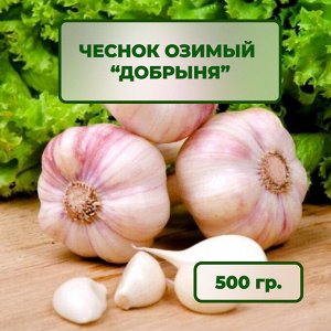 Чеснок озимый Добрыня 0,5 кг