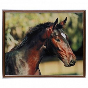 Картина "Конь" 43х53 см