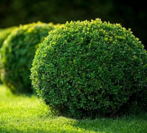 Самшит Диаметр горшка : 8 см

Самшит вечнозеленый (Buxus sempervirens) - это один из самых популярных и узнаваемых декоративных кустарников, широко используемый в ландшафтном дизайне благодаря своей п