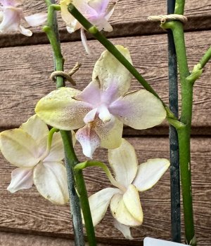 Фаленопсис Рхидея Фаленопсис (Orchid Phalaenopsis) - универсальное растение, самое неприхотливое из орхидей. У Фаленопсиса мясистые корни серо-зеленого цвета, блестящие плотные насыщенно зеленые листь