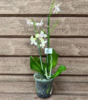 Фаленопсис Рхидея Фаленопсис (Orchid Phalaenopsis) - универсальное растение, самое неприхотливое из орхидей. У Фаленопсиса мясистые корни серо-зеленого цвета, блестящие плотные насыщенно зеленые листь