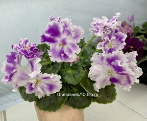 Фиалка SV-Нежный Образ, новинка!