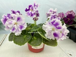 Фиалка SV-Нежный Образ, новинка!
